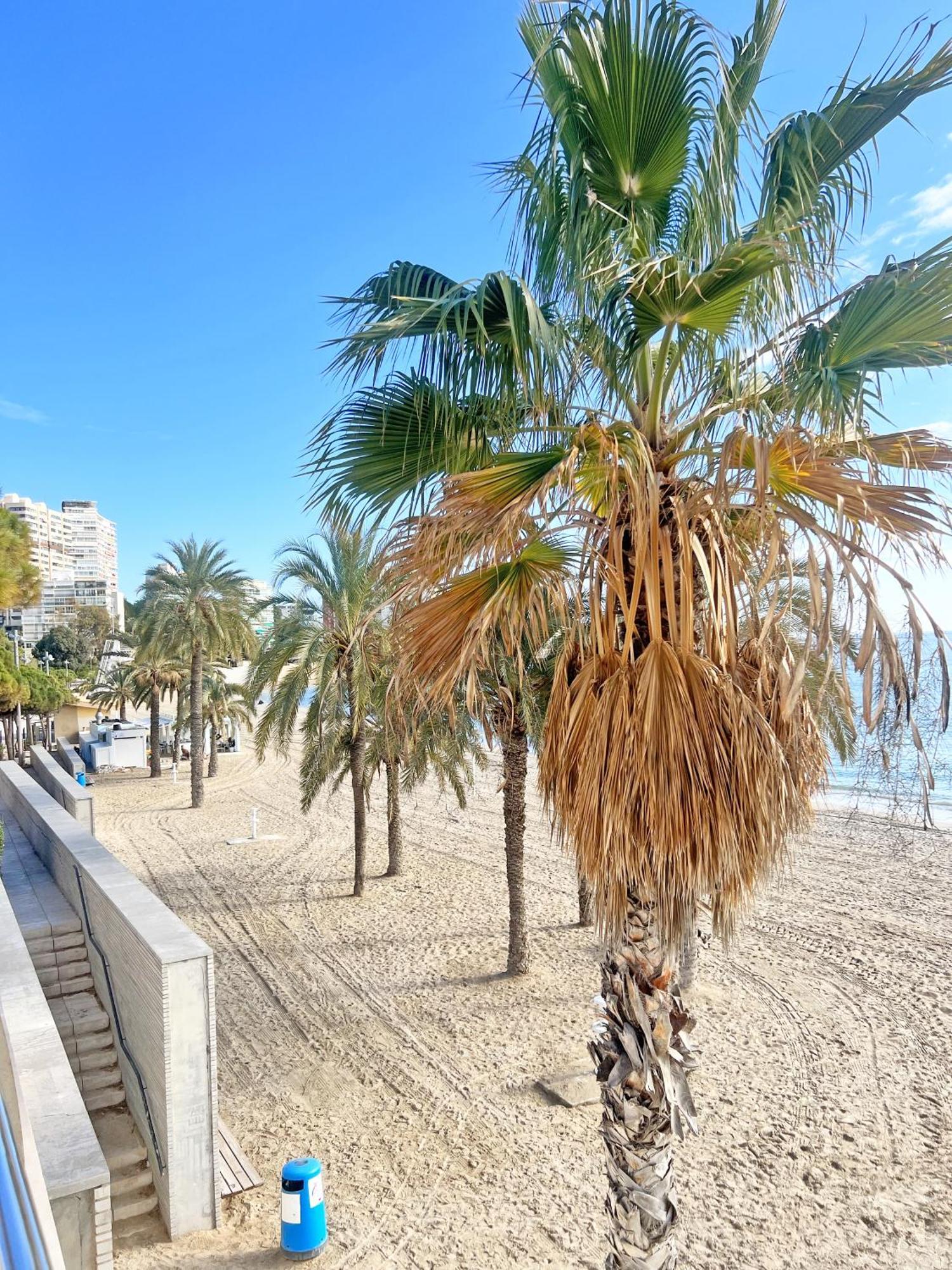 דירות אליקאנטה A 100 Metros De La Playa. Parking Gratuito Privado מראה חיצוני תמונה
